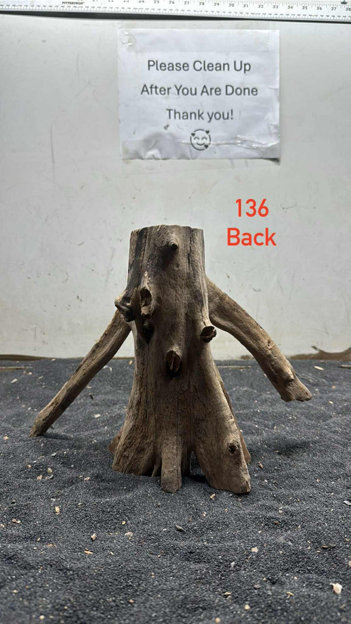Mangrove Tree Stump 136