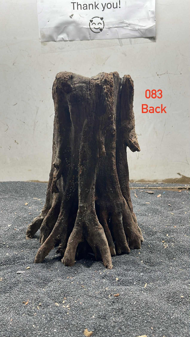 Mangrove Tree Stump 083