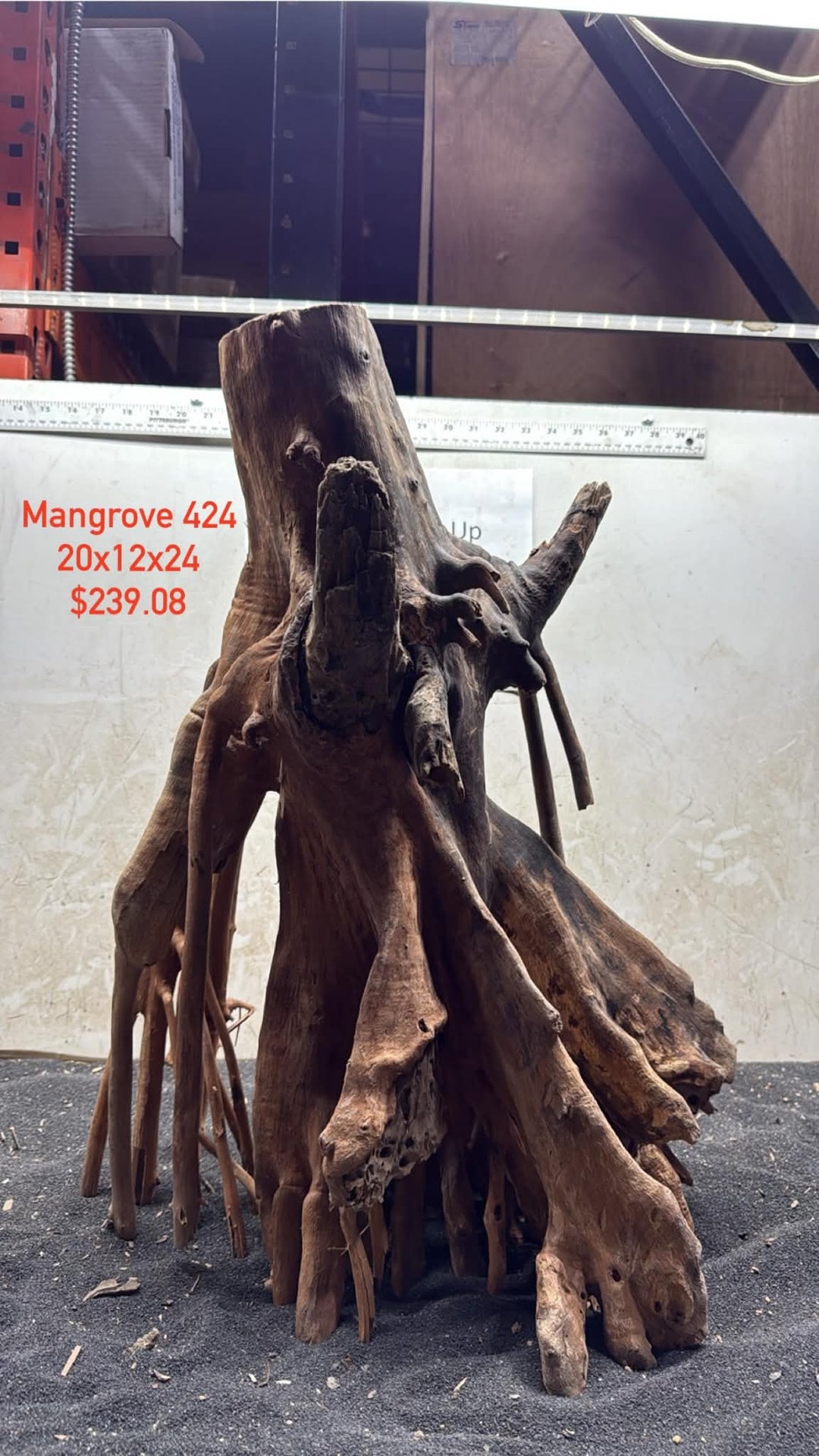 Mangrove Tree Stump 424