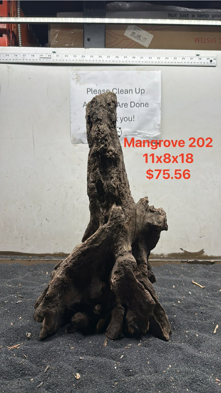 Mangrove Tree Stump 202