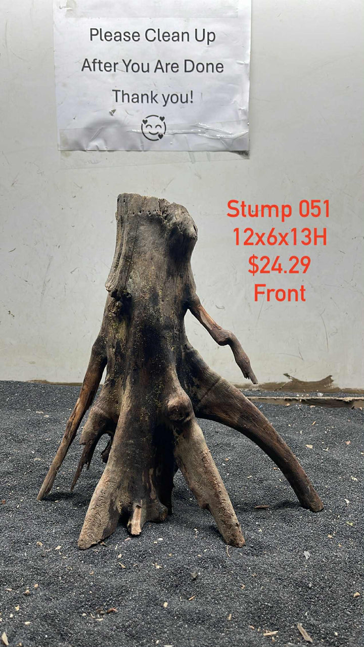 Mangrove Tree Stump 051