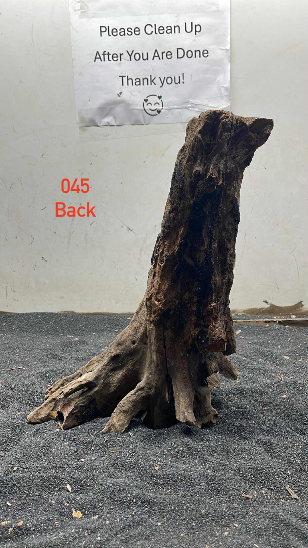 Hardwood Stump 045