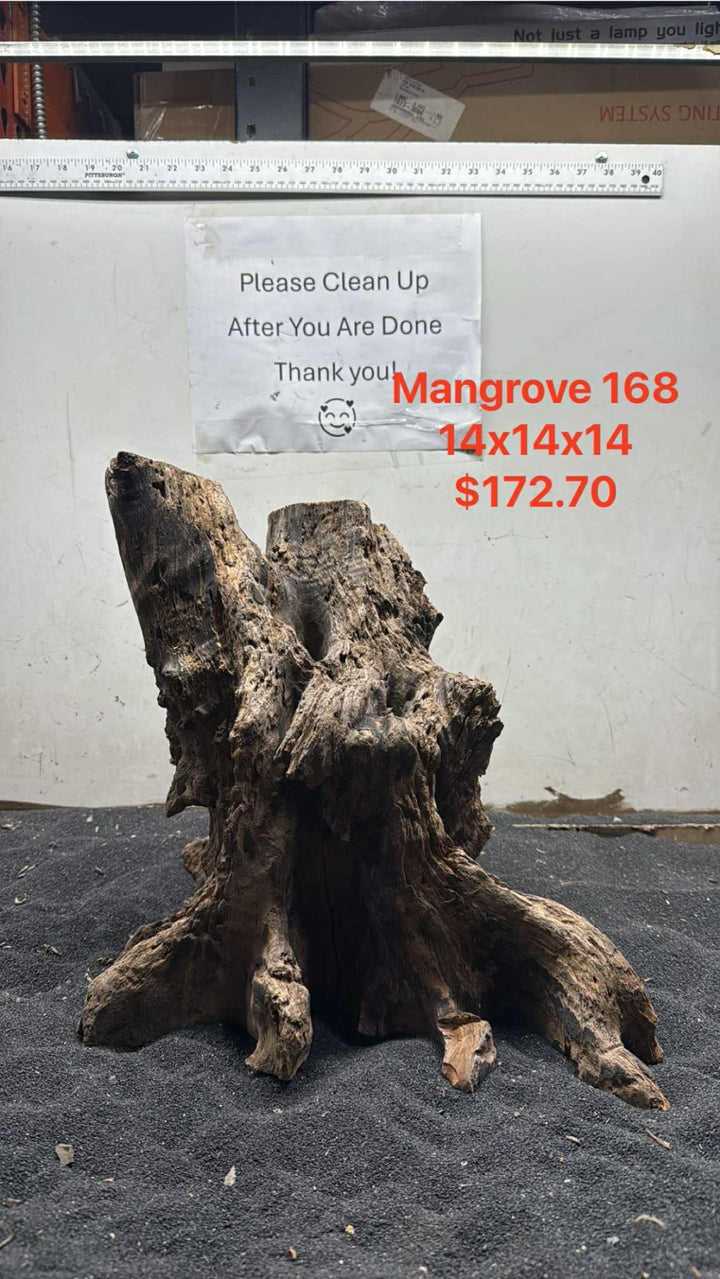 Mangrove Tree Stump 168