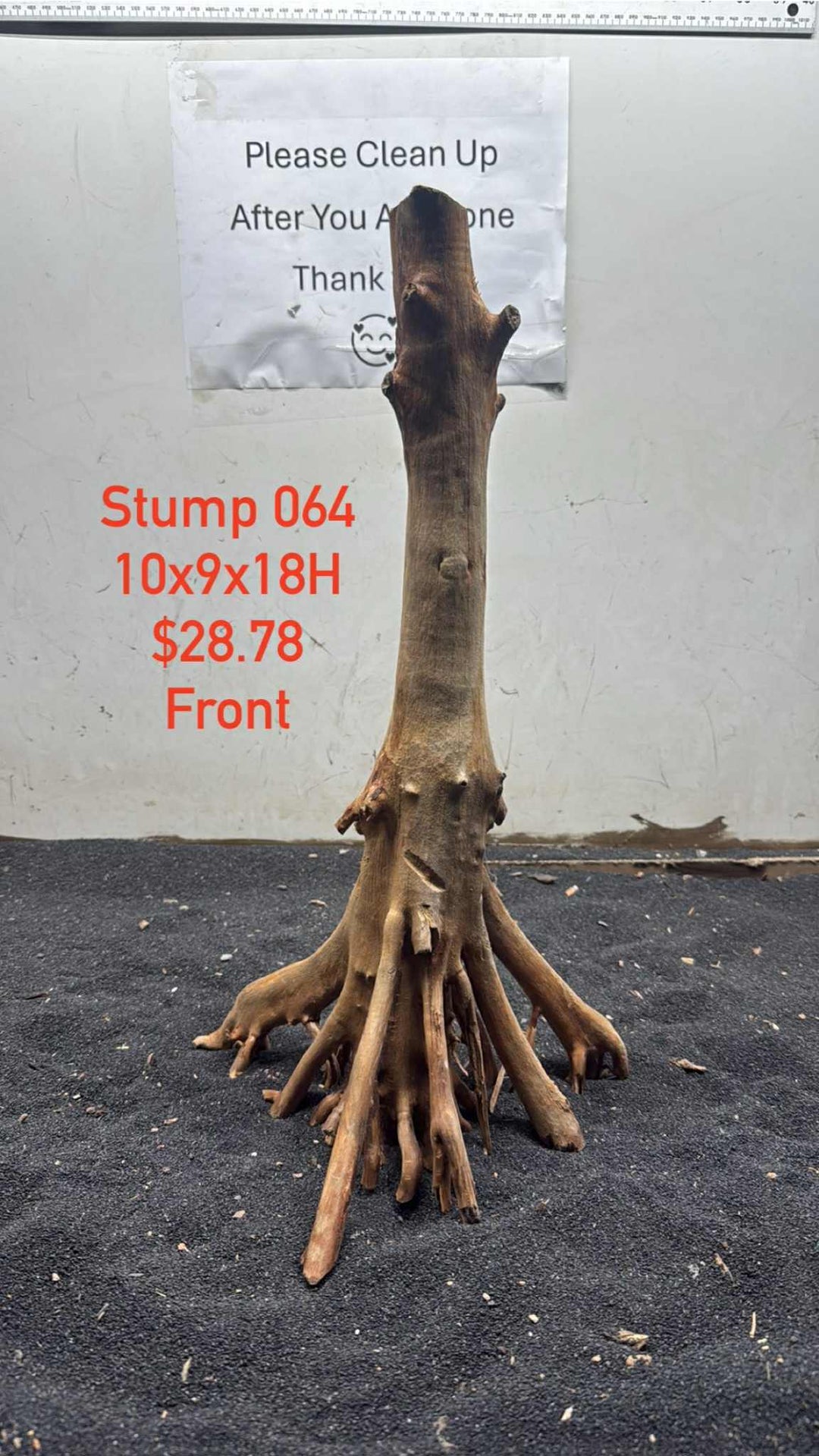 Mangrove Tree Stump 064
