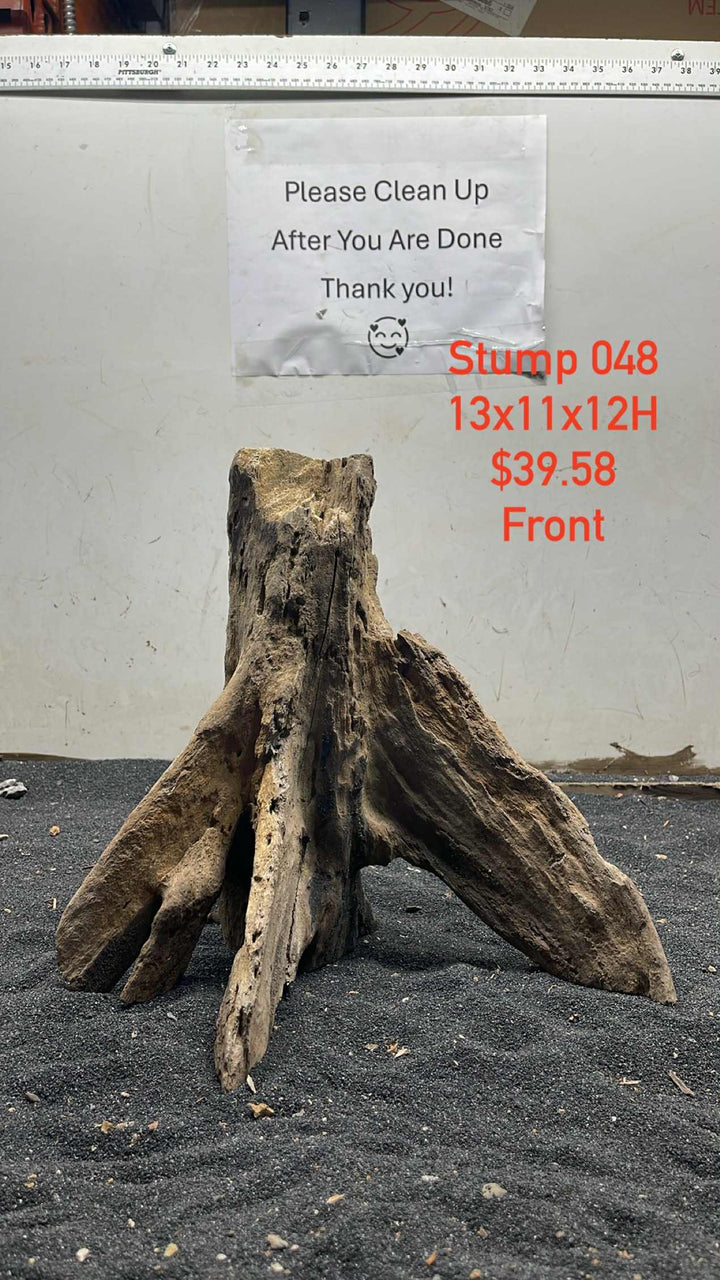 Mangrove Tree Stump 048