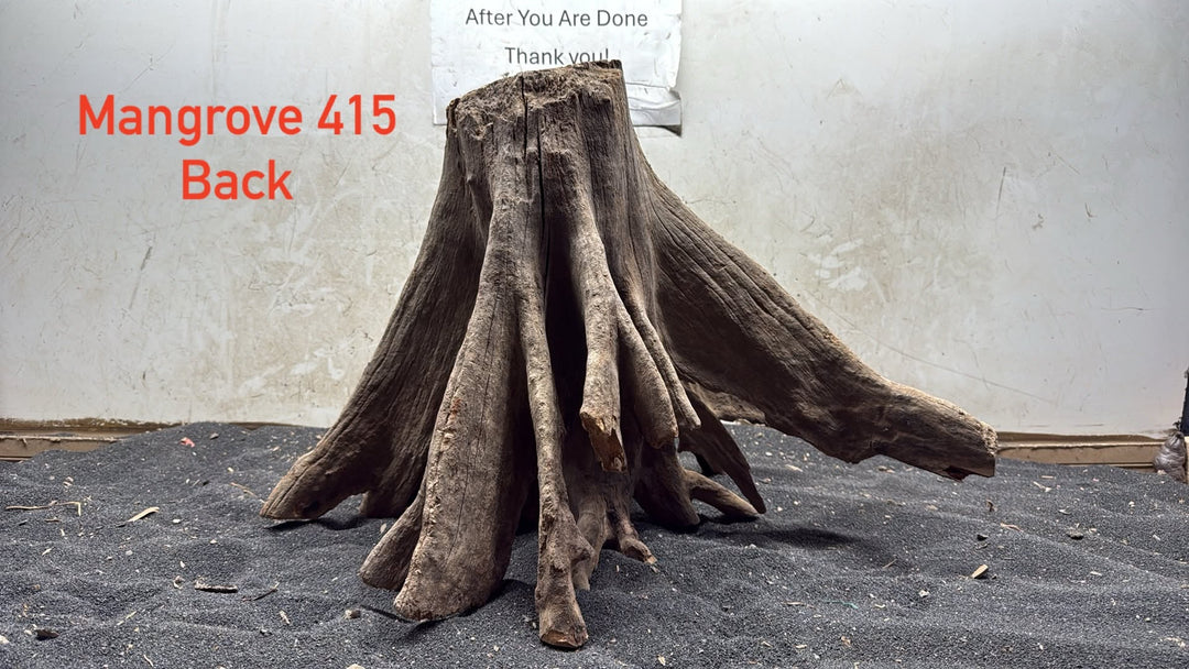 Mangrove Tree Stump 415