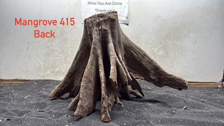 Mangrove Tree Stump 415