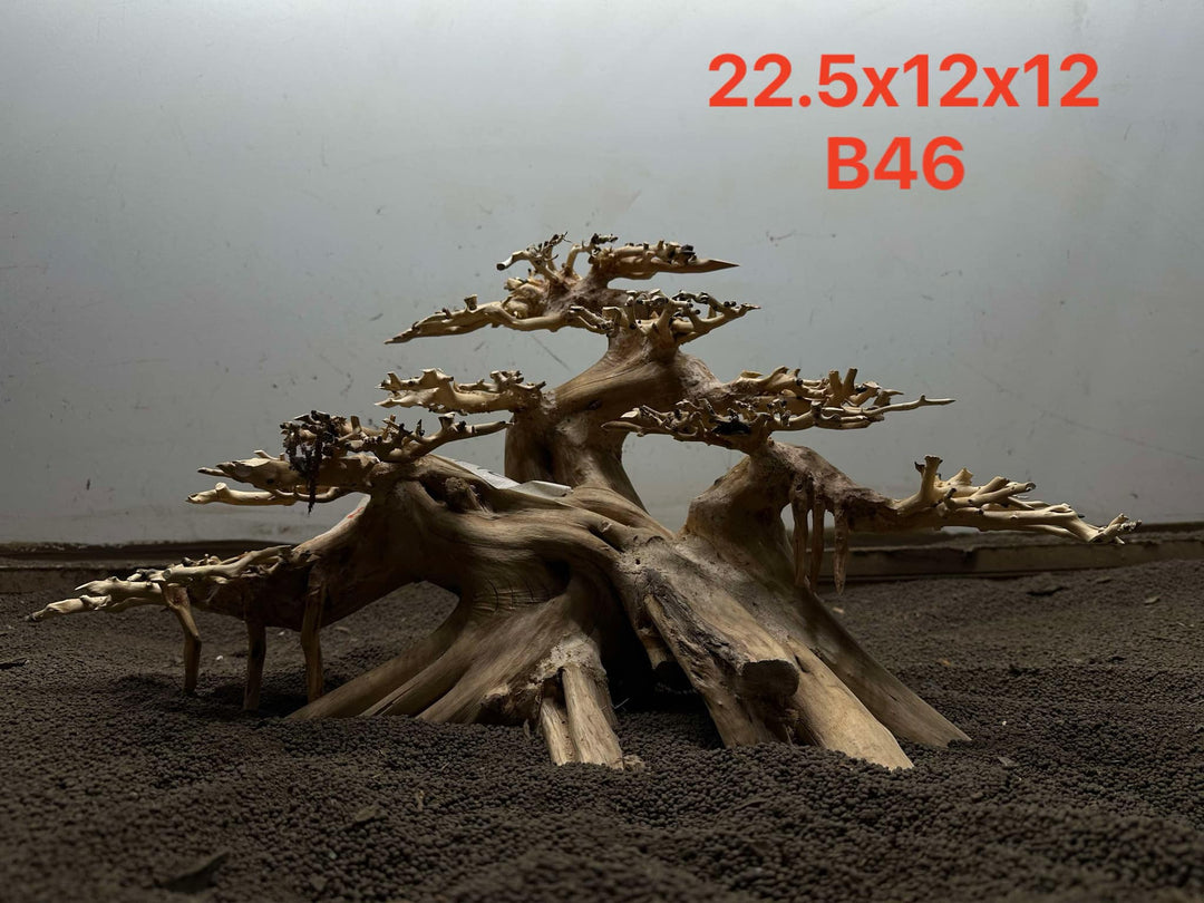Bonsai Driftwood B48