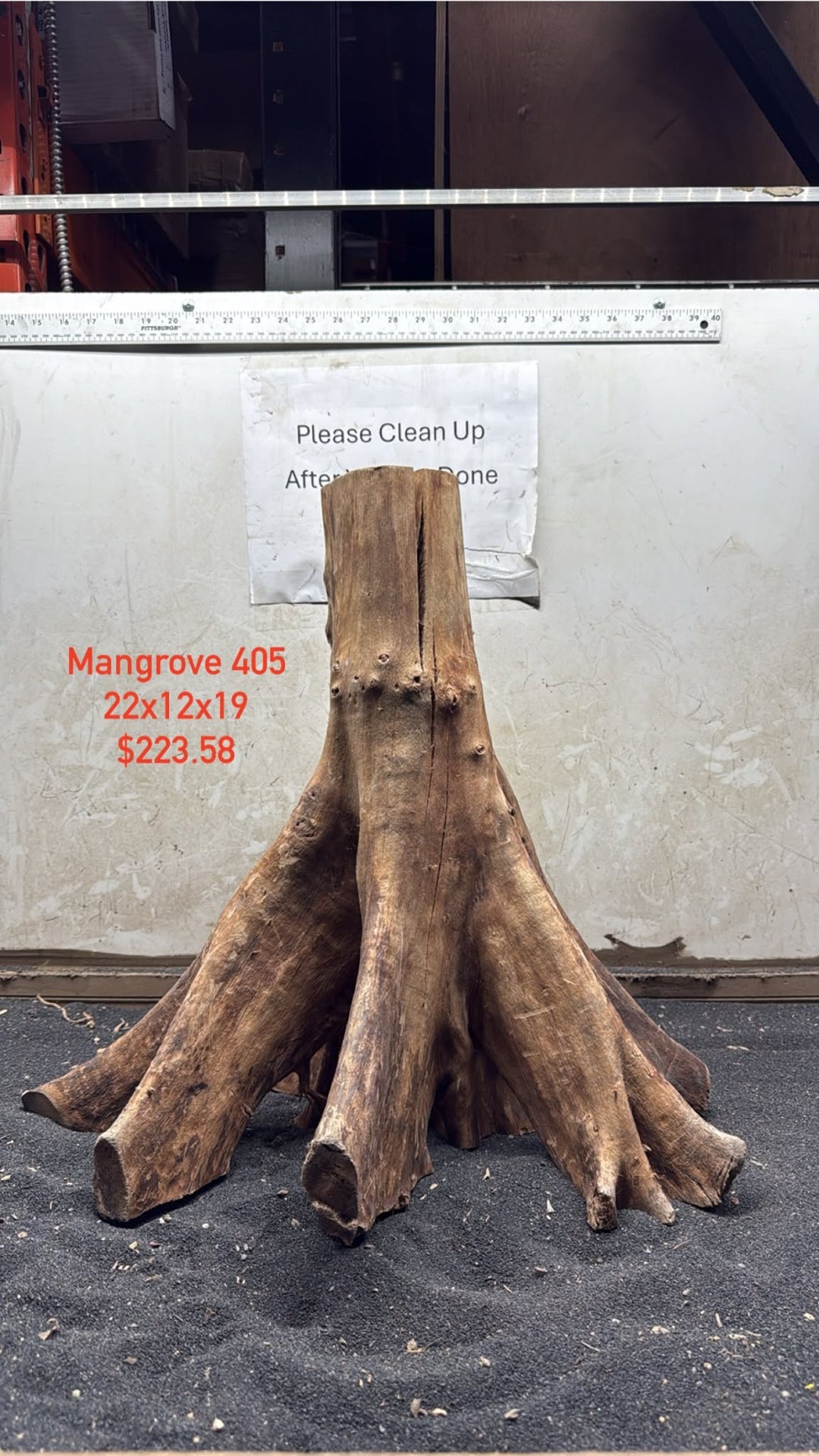 Mangrove Tree Stump 405