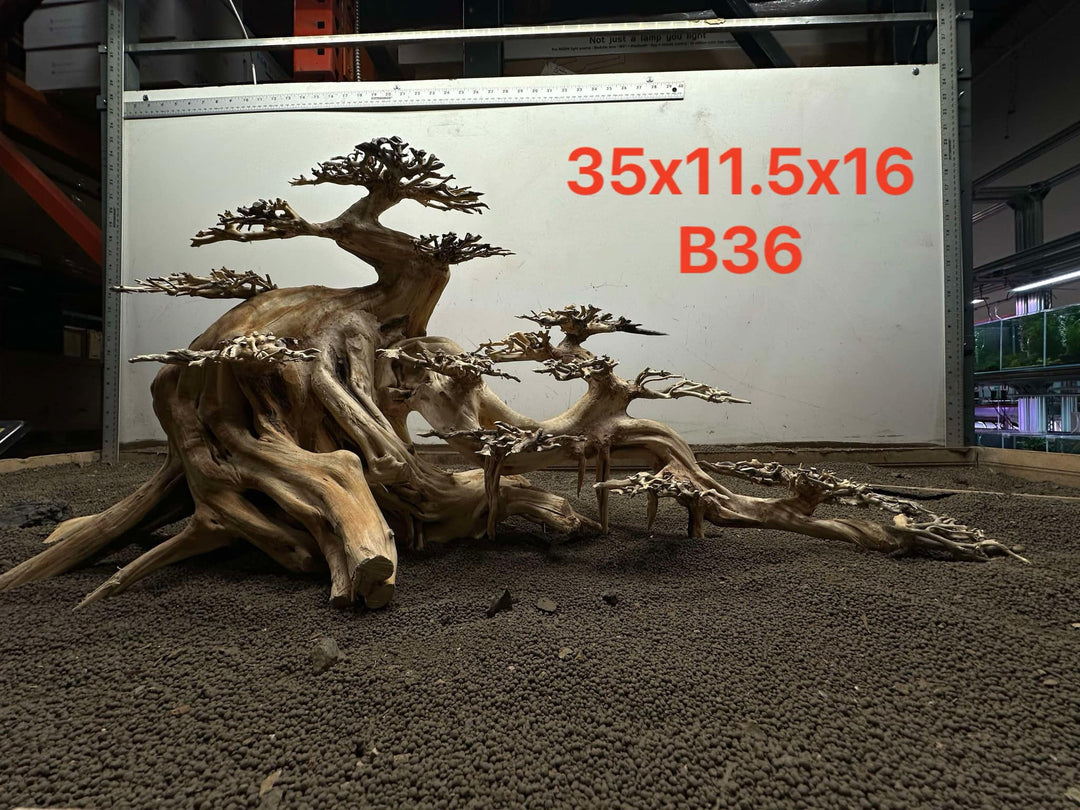 Bonsai Driftwood B36