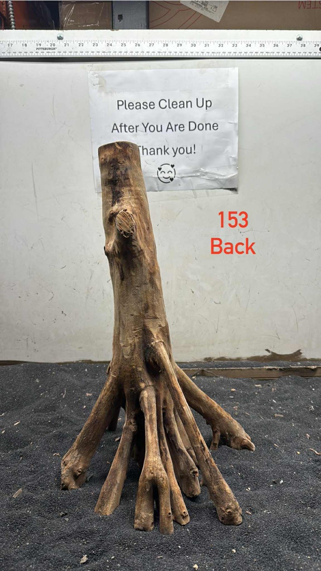 Mangrove Tree Stump 153