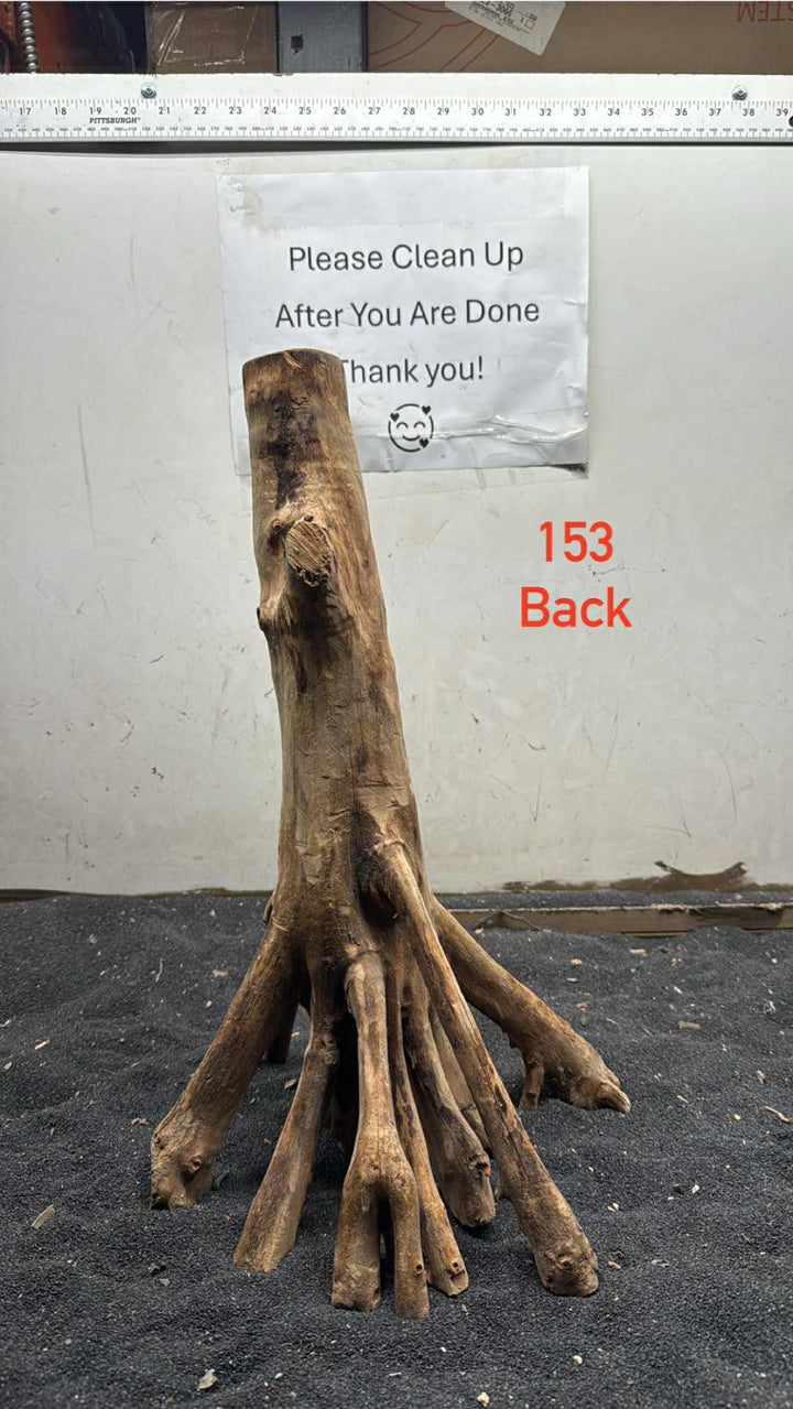 Mangrove Tree Stump 153