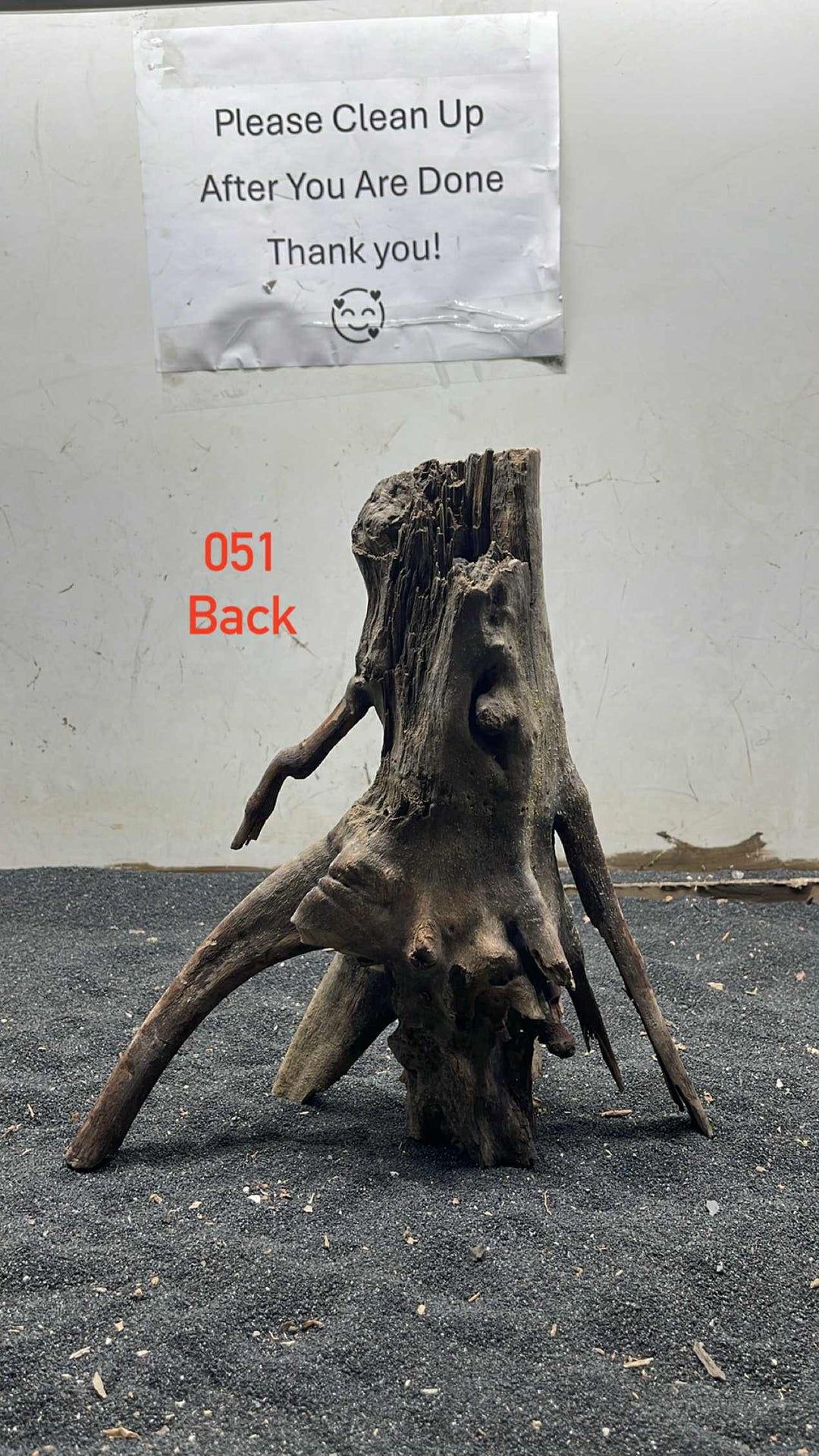 Mangrove Tree Stump 051