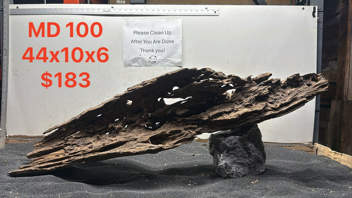 Malaysian Driftwood Showpiece