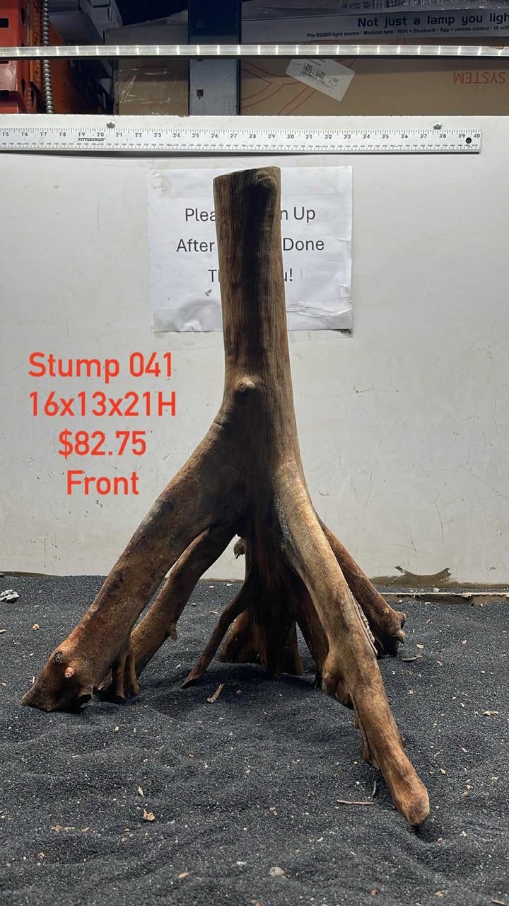 Mangrove Tree Stump 041