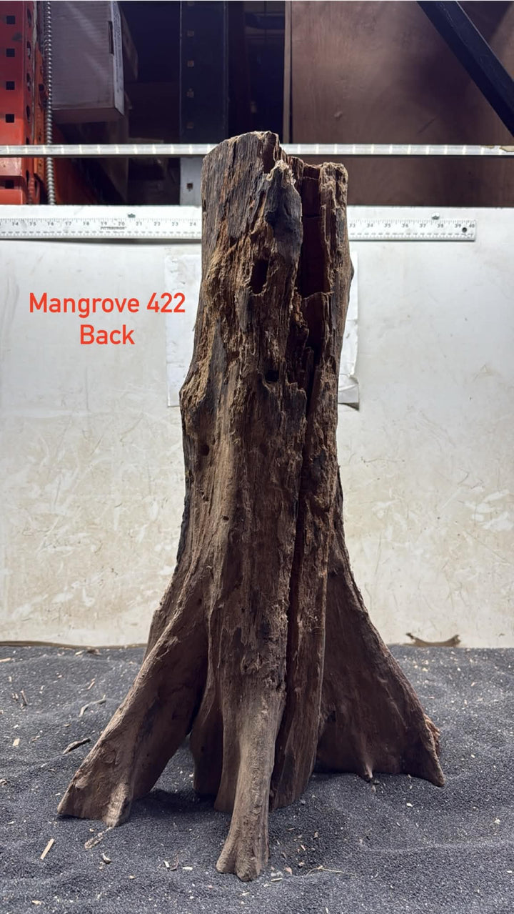 Mangrove Tree Stump 422