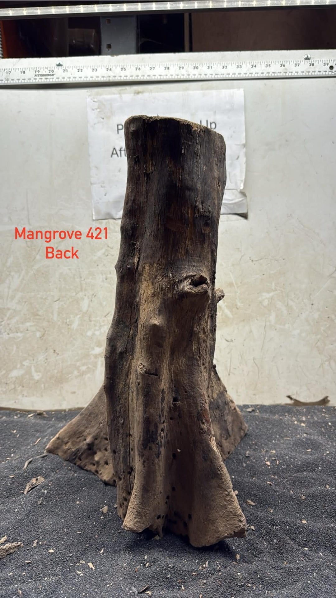 Mangrove Tree Stump 421