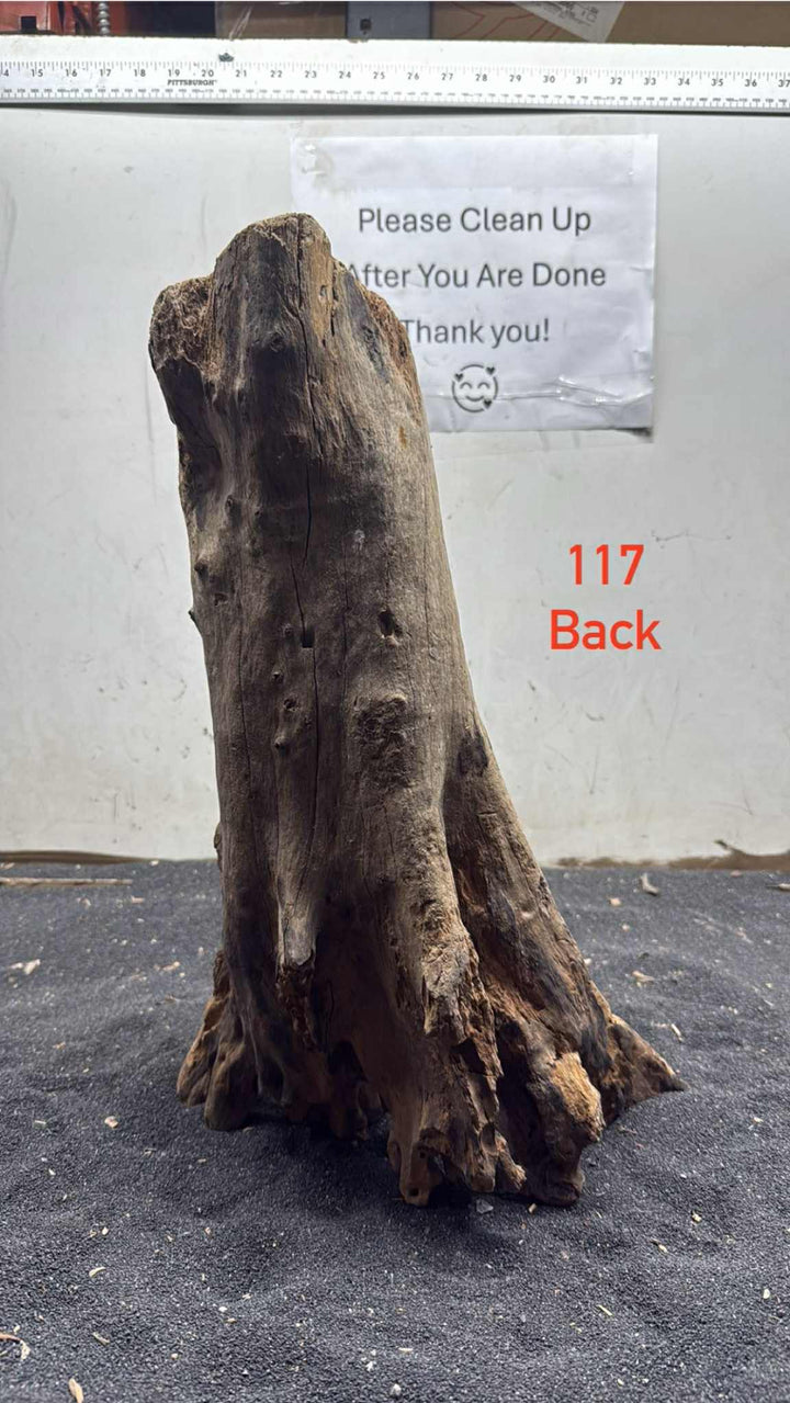 Mangrove Tree Stump 117