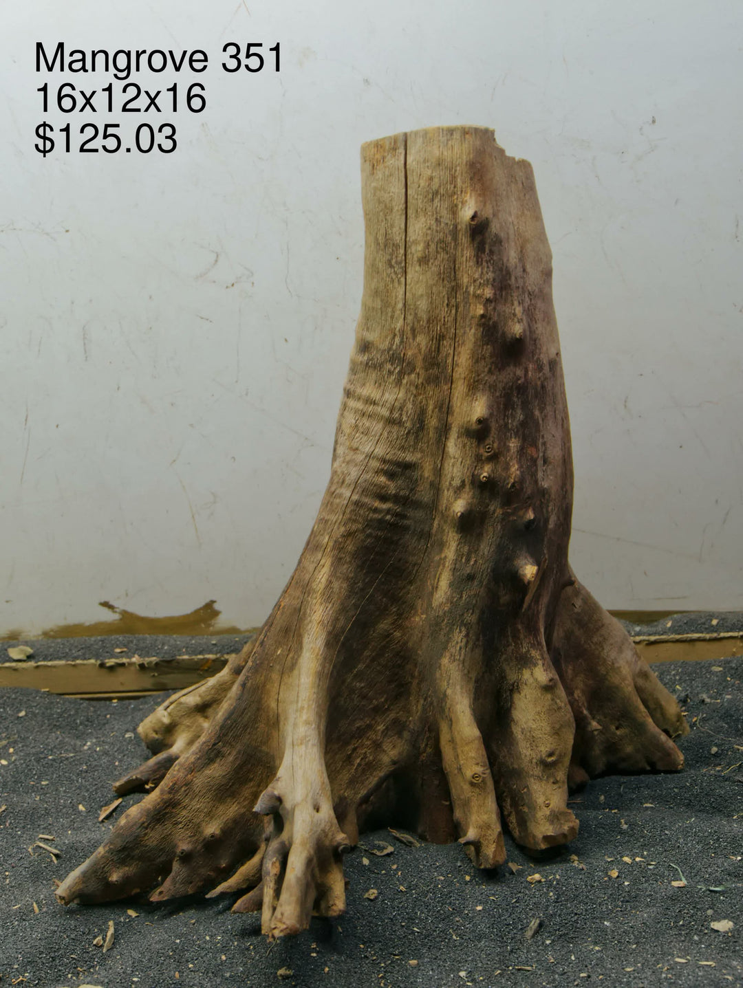 Mangrove Tree Stump 351