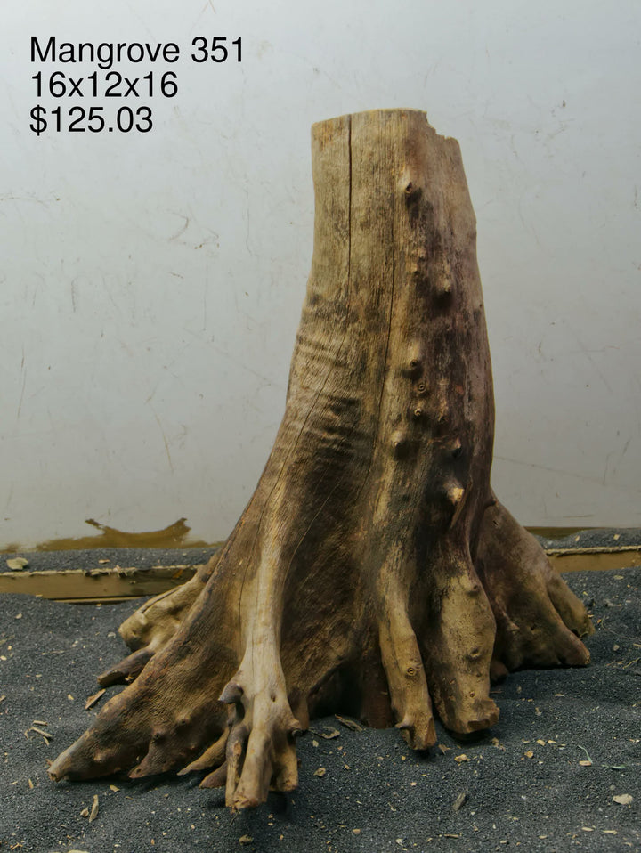 Mangrove Tree Stump 351