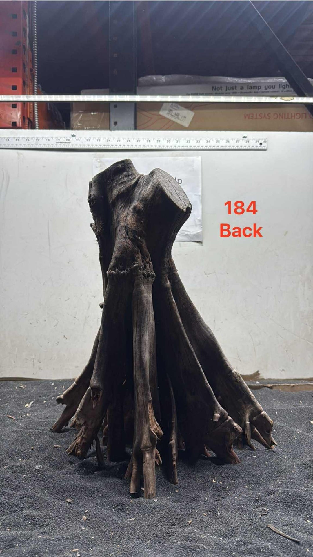 Mangrove Tree Stump 184