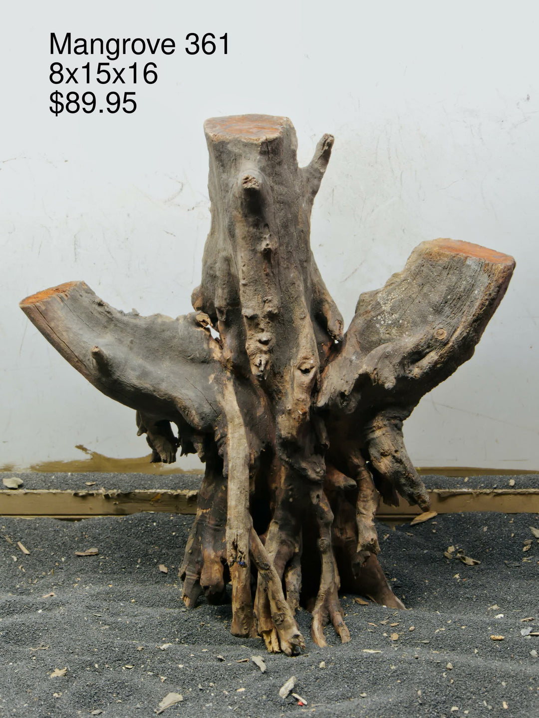Mangrove Tree Stump 361