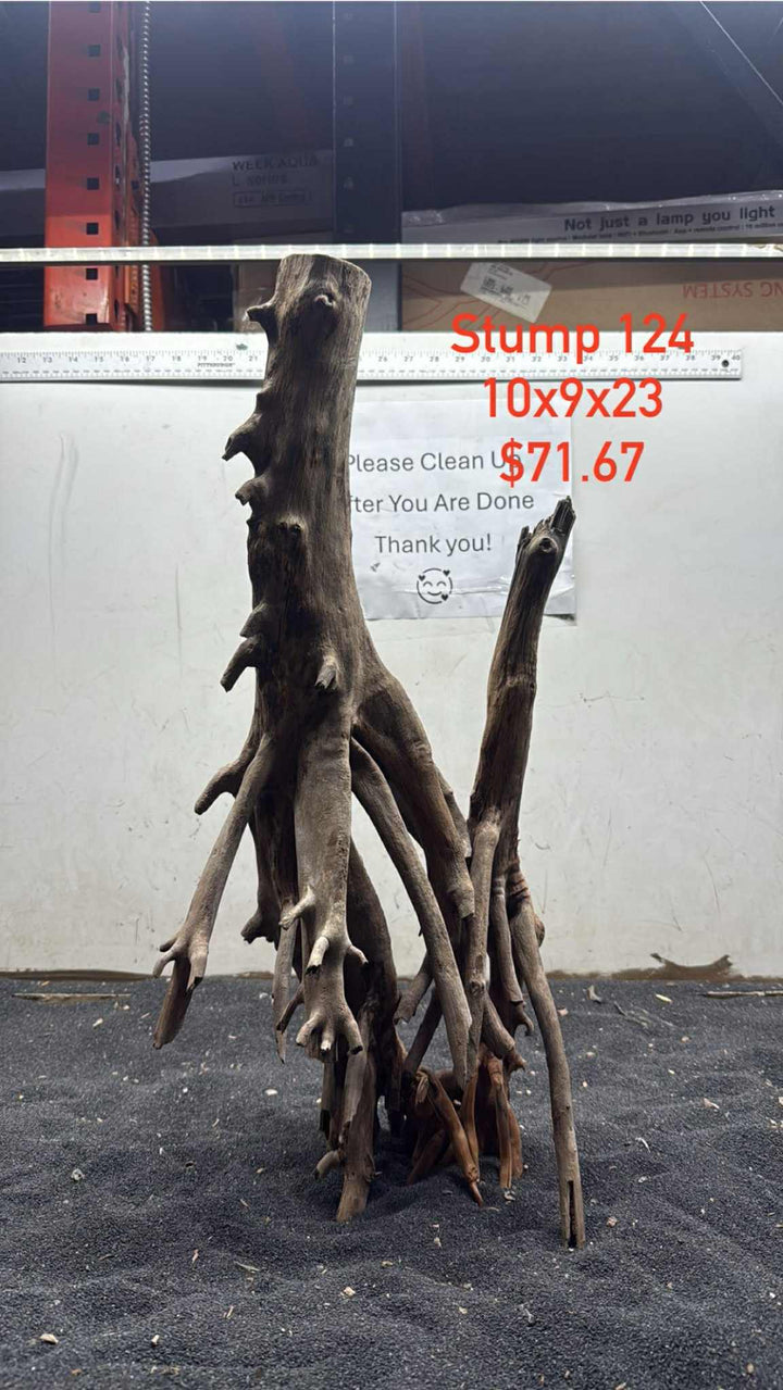Mangrove Tree Stump 124