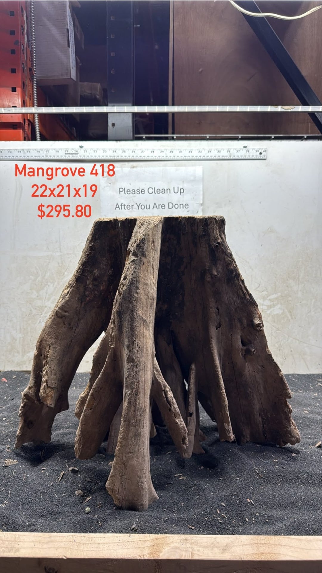 Mangrove Tree Stump 418