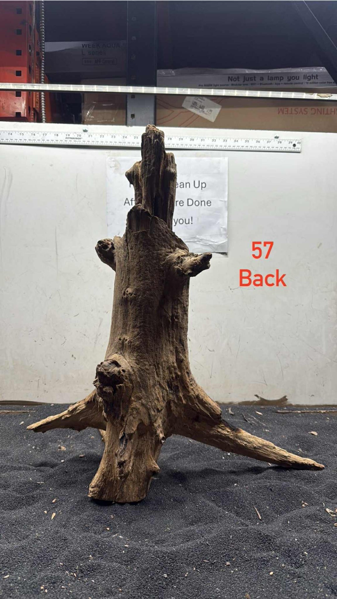 Hardwood Stump 057