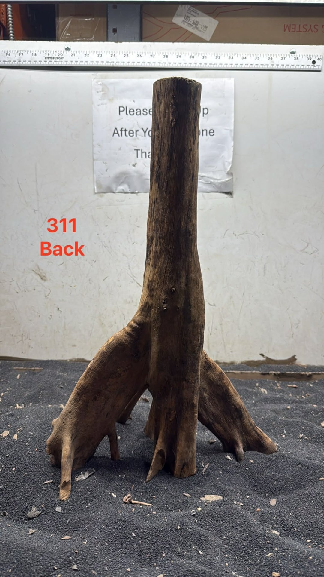 Mangrove Tree Stump 311