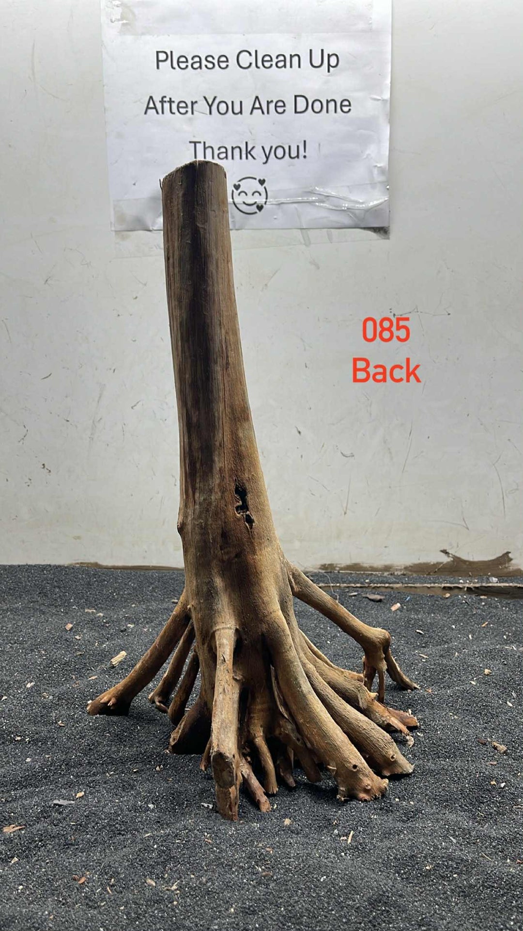 Mangrove Tree Stump 085