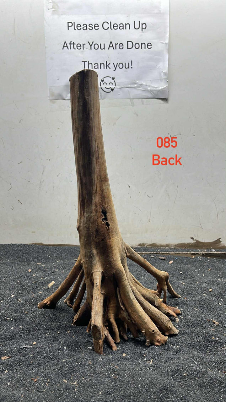 Mangrove Tree Stump 085