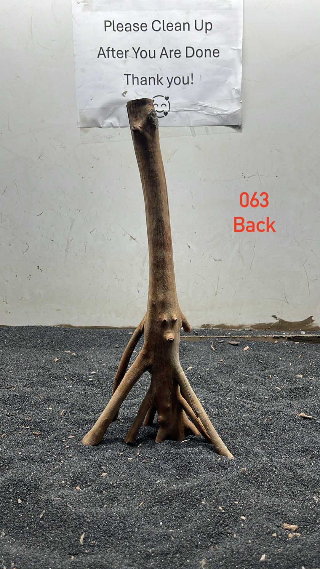Mangrove Tree Stump 063