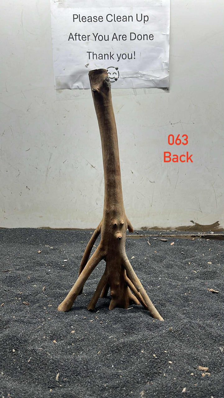 Mangrove Tree Stump 063