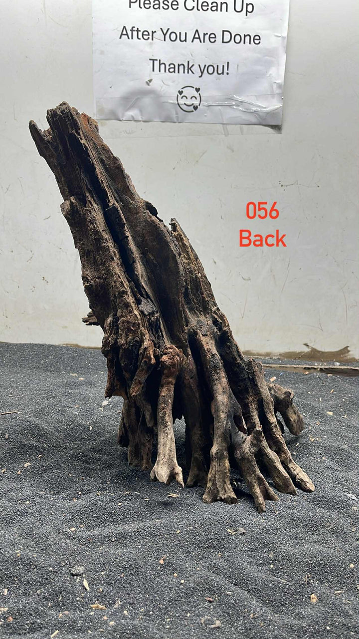 Mangrove Tree Stump 056