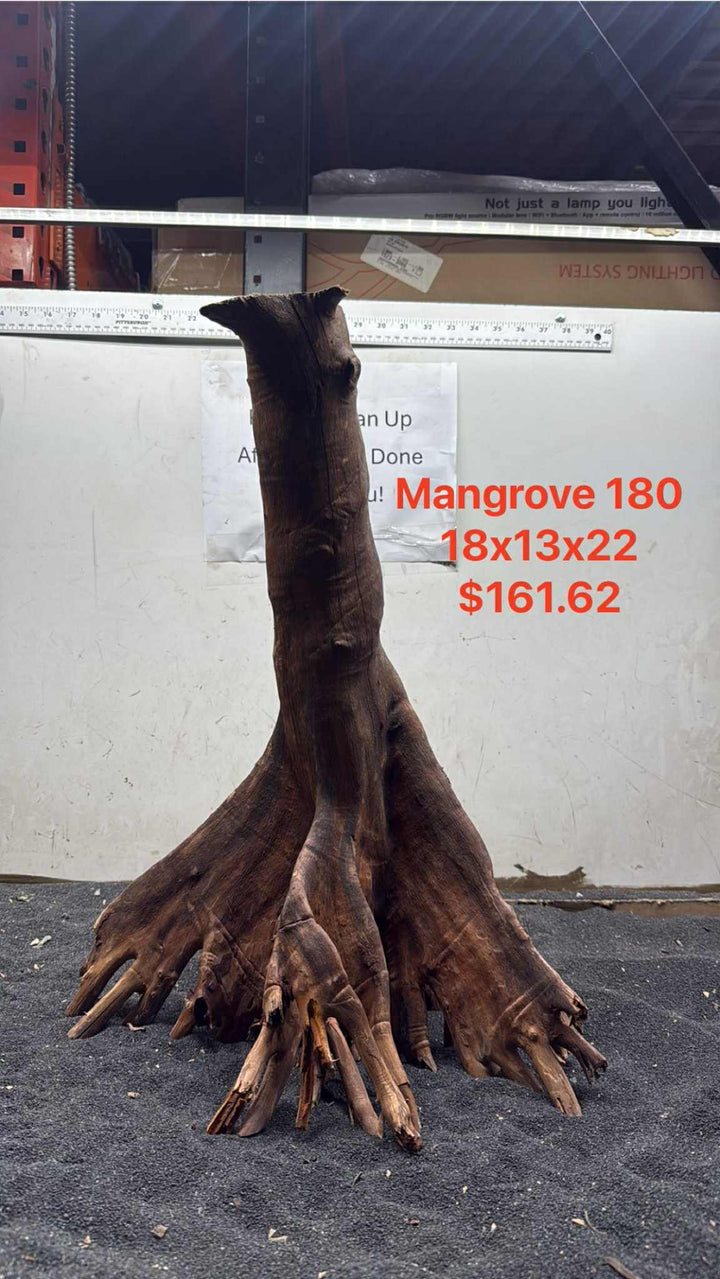 Mangrove Tree Stump 180