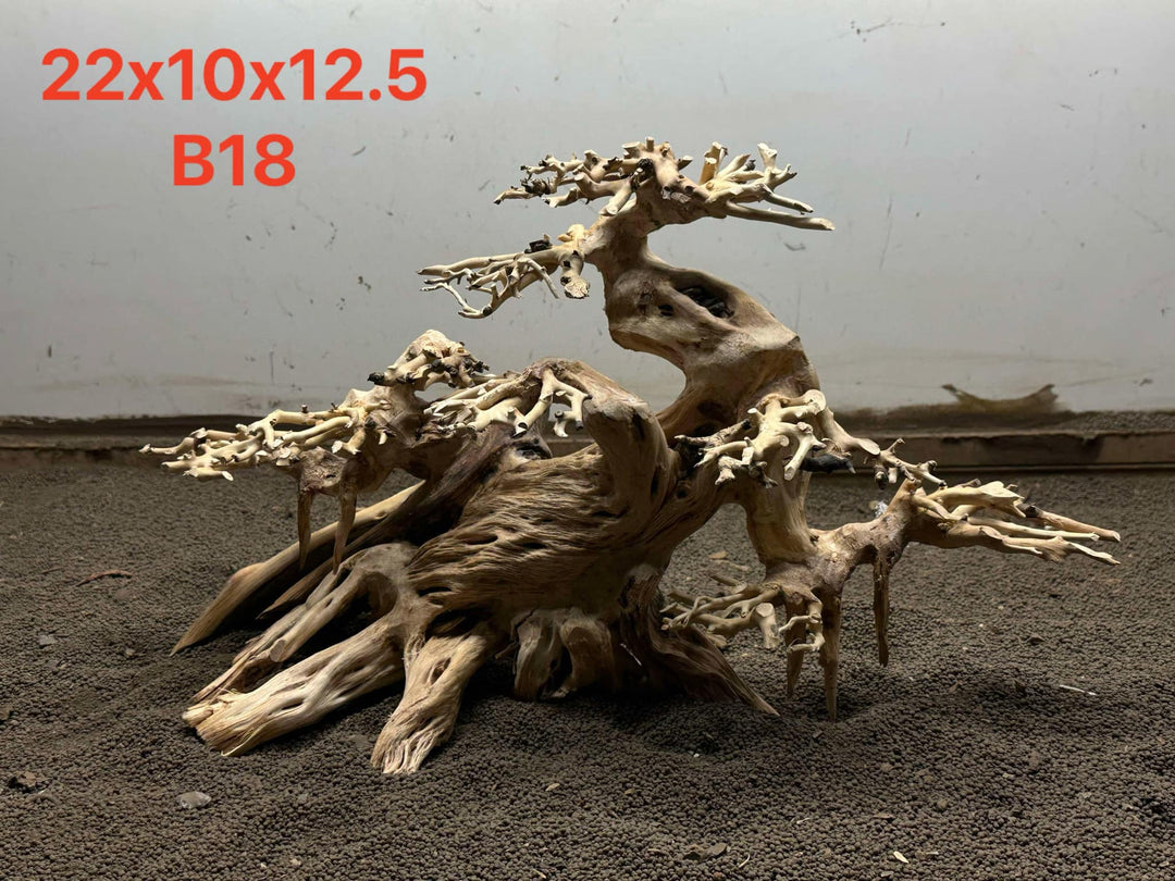 Bonsai Driftwood B18