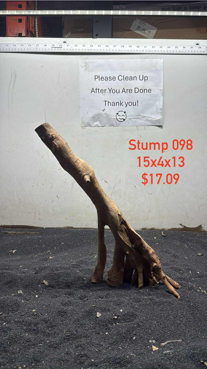 Mangrove Tree Stump 098