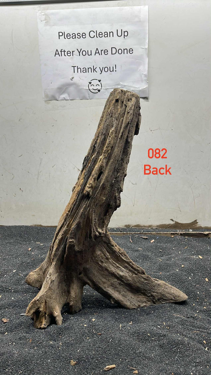 Mangrove Tree Stump 082