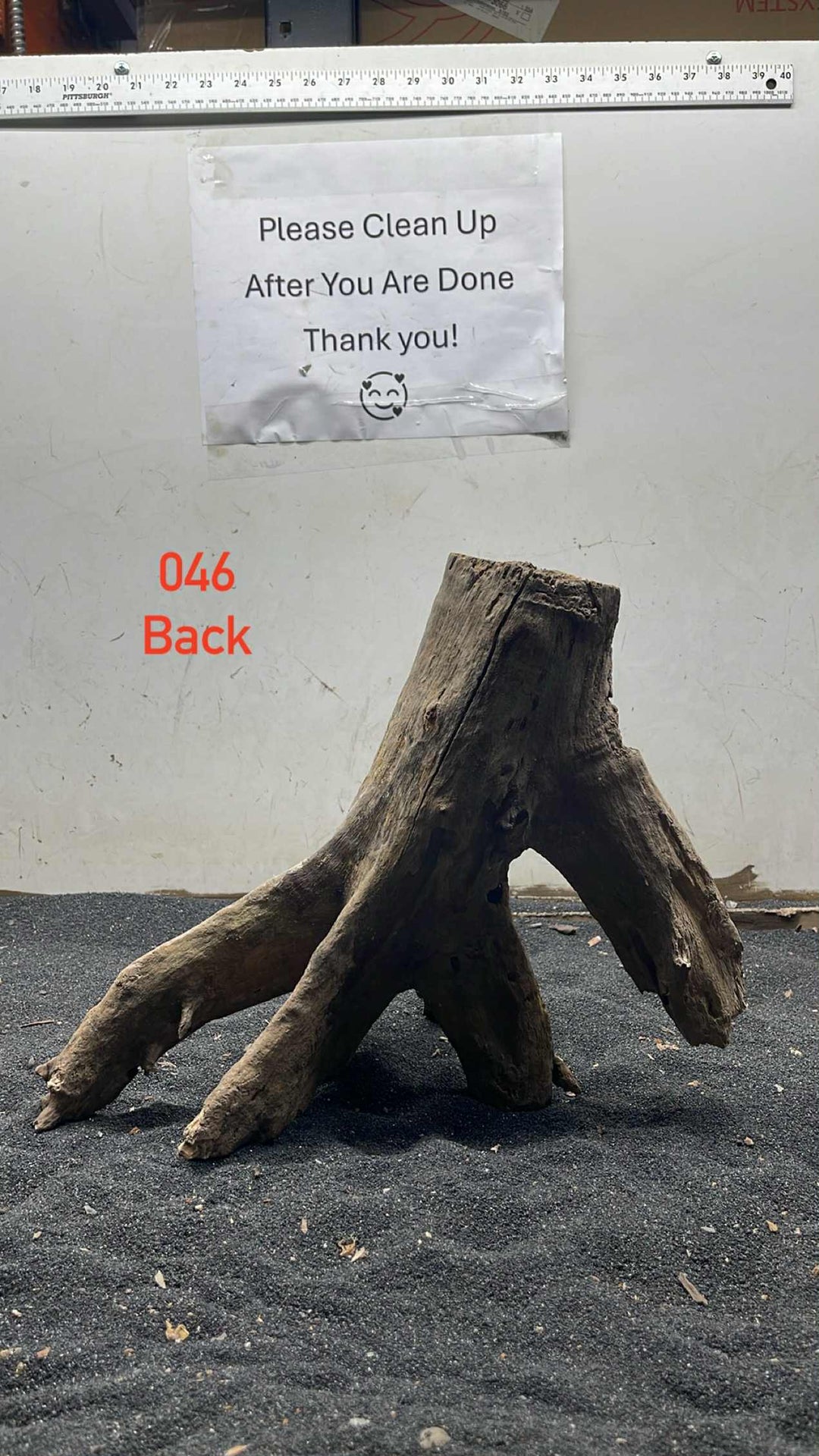 Mangrove Tree Stump 046
