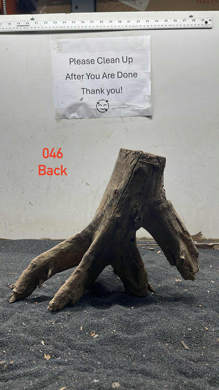 Mangrove Tree Stump 046