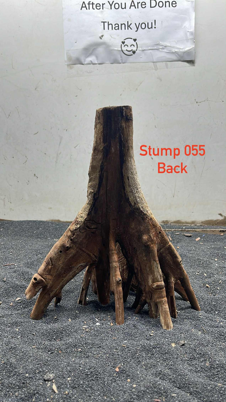 Mangrove Tree Stump 055