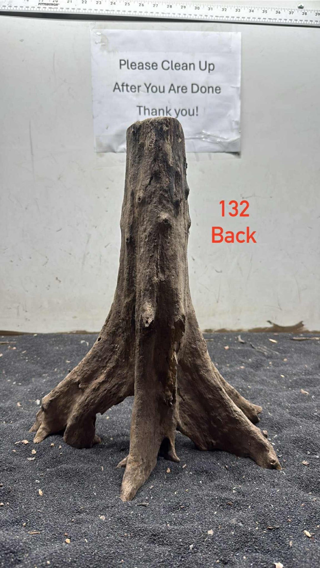 Mangrove Tree Stump 132