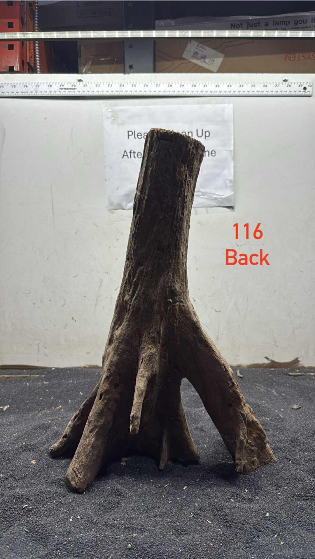 Mangrove Tree Stump 116