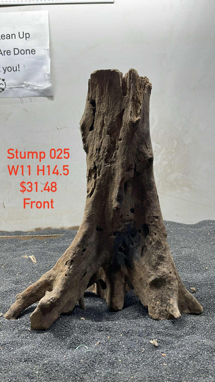 Mangrove Tree Trump 025