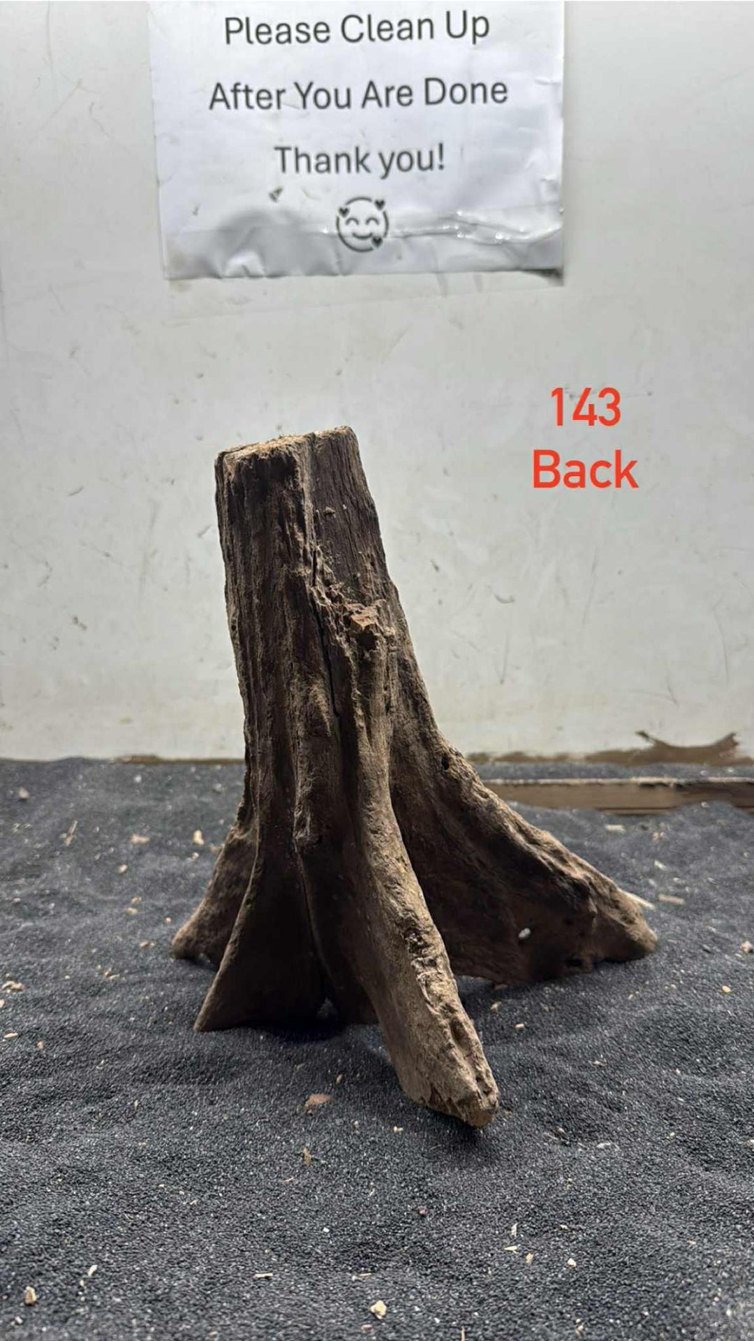 Mangrove Tree Stump 143
