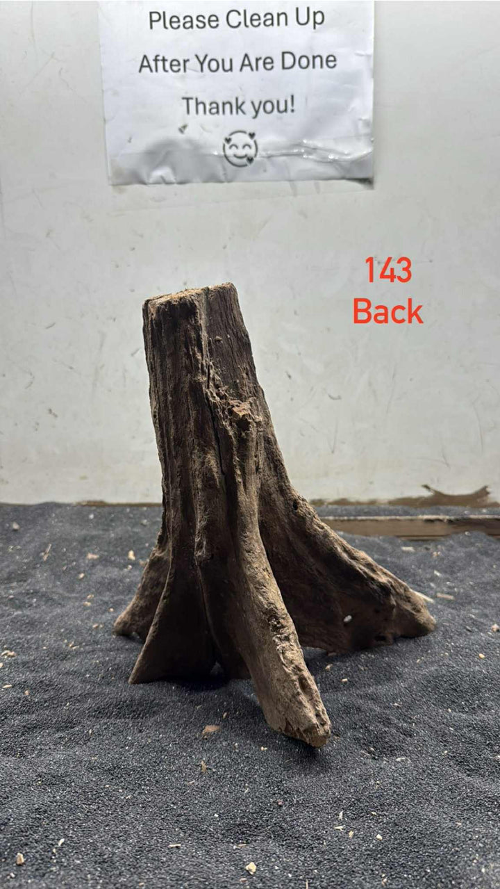 Mangrove Tree Stump 143