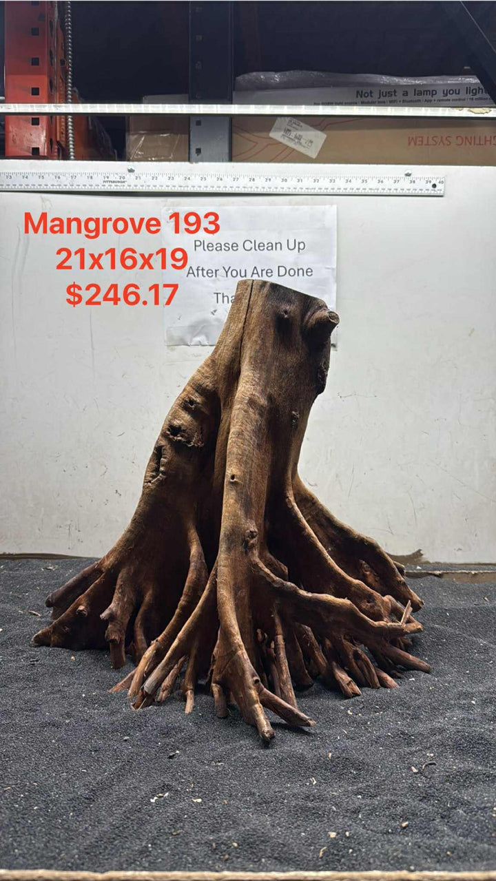 Mangrove Tree Stump 193