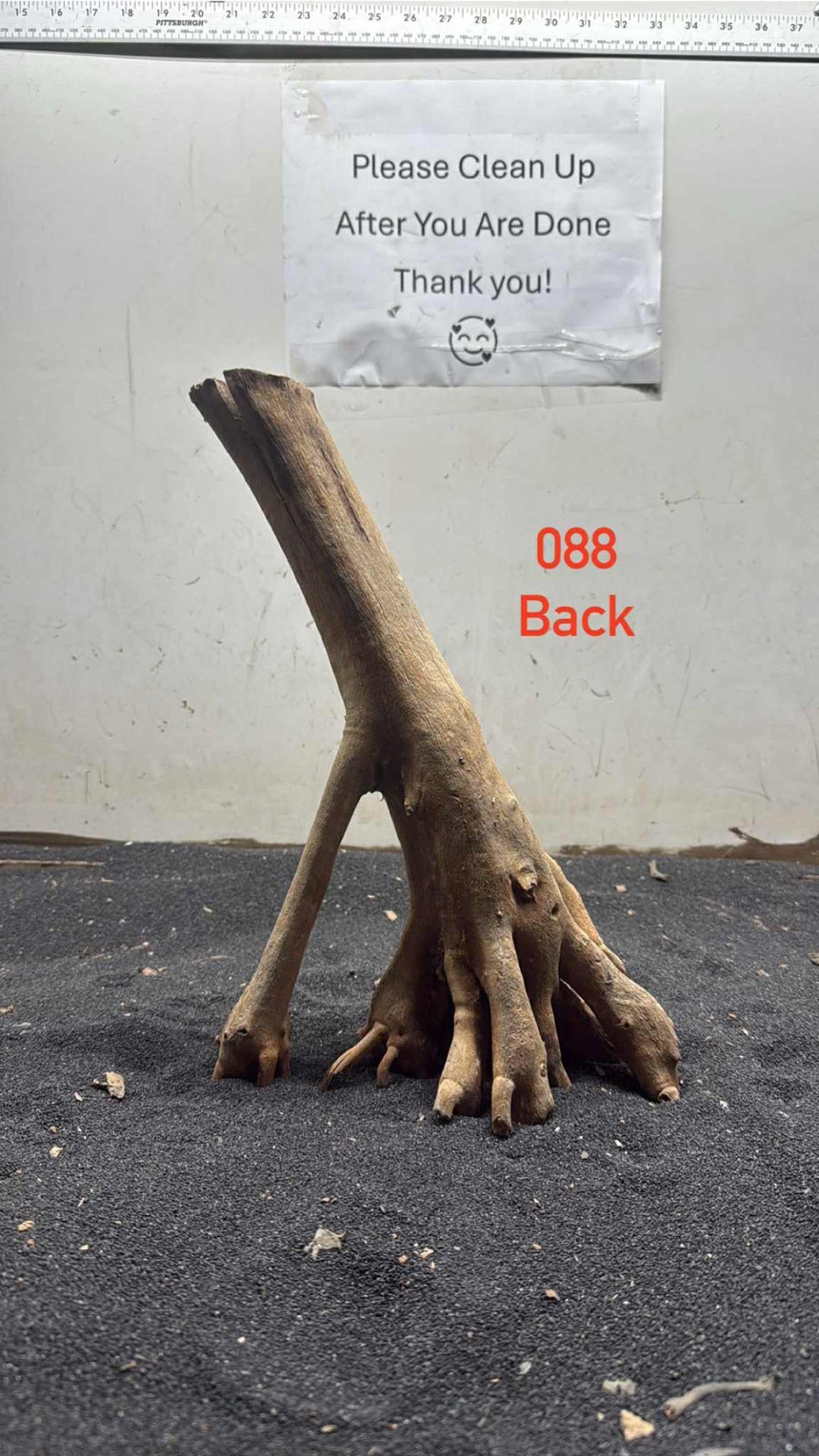 Mangrove Tree Stump 088
