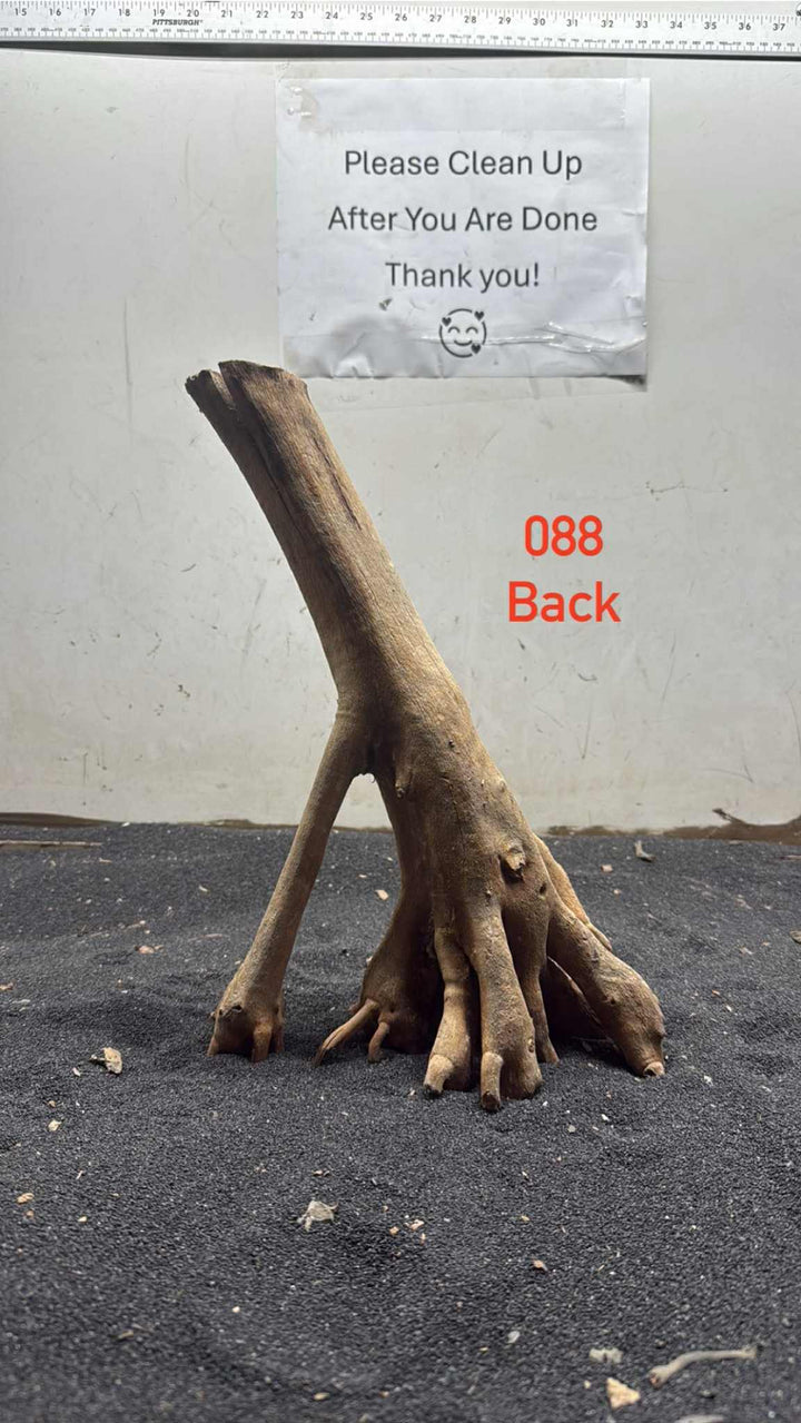 Mangrove Tree Stump 088